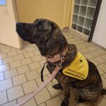 Canisterapie s fenkou Sisi