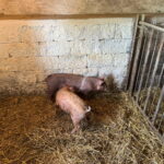 Výlet za zvířátky na statek